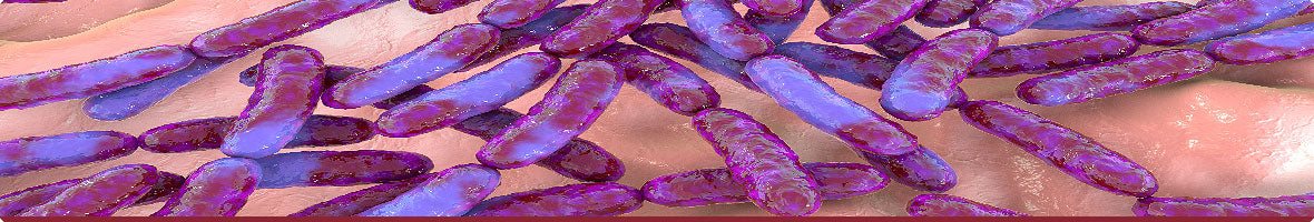 Digestive Health