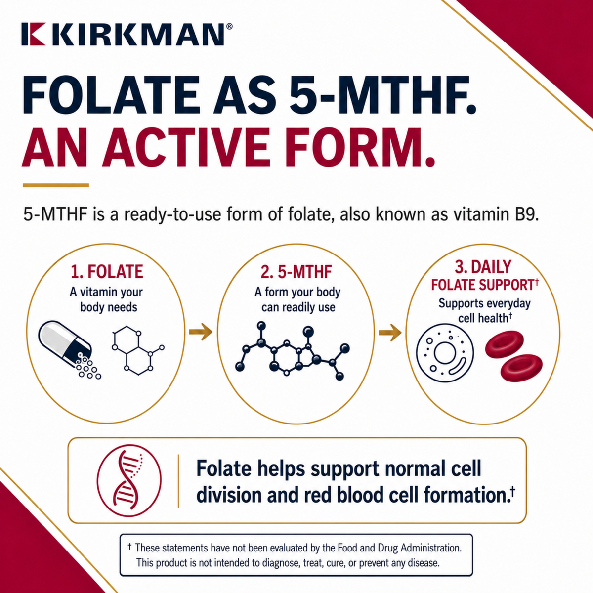 An informational graphic for Kirkman Folate as 5-MTHF, explaining that 5-MTHF is an active form of folate, vitamin B9. The diagram shows three steps: 1.