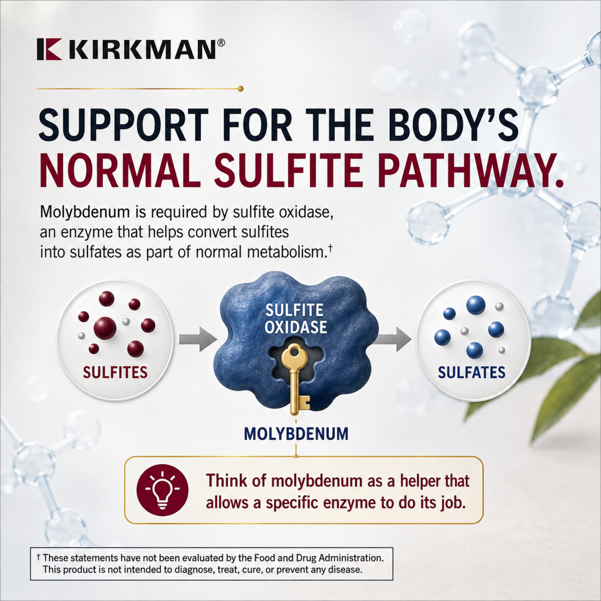 Kirkman informational graphic about supporting the body's normal sulfite pathway, with text and illustrated molecules showing sulfites, sulfite oxidase, molybdenum, and sulfates.