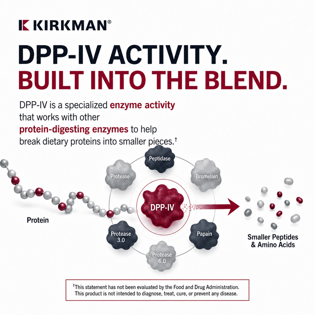 Diagram explaining DPP-IV enzyme activity in Kirkman Enzyme Complete, showing protein-digesting enzymes helping break dietary proteins into smaller peptides and amino acids.