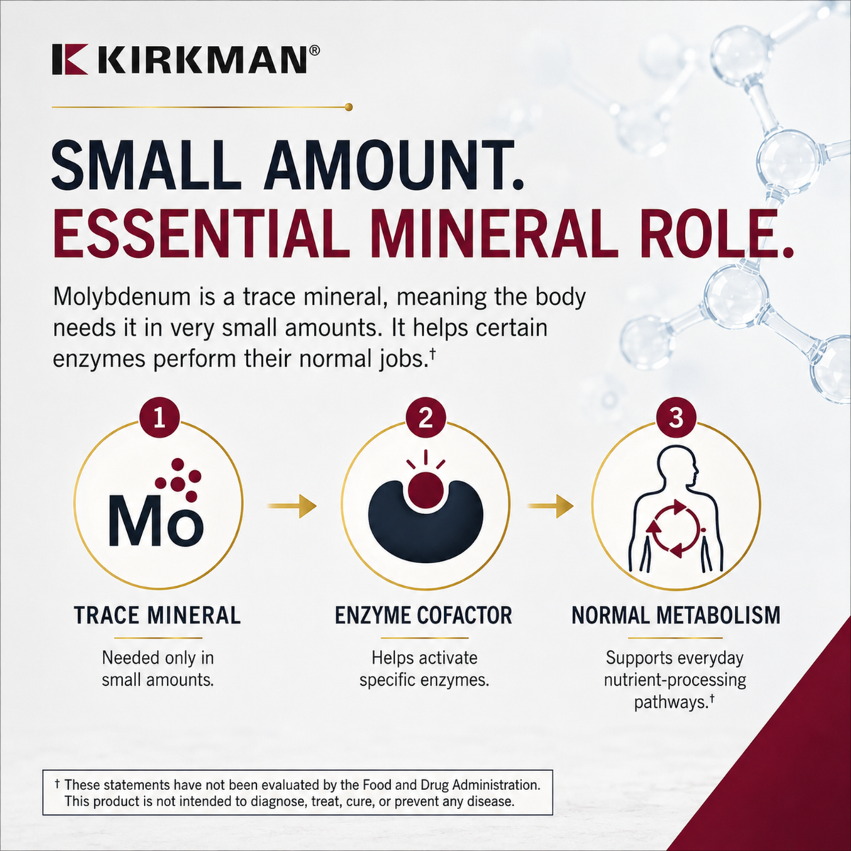 An informational marketing graphic for Kirkman Molybdenum supplement. The graphic features the Kirkman brand logo at the top left and three numbered circular diagrams illustrating the benefits of molybdenum: 'Trace Mineral' (step 1), 'Enzyme Cofactor' (step 2), and 'Normal Metabolism' (step 3).