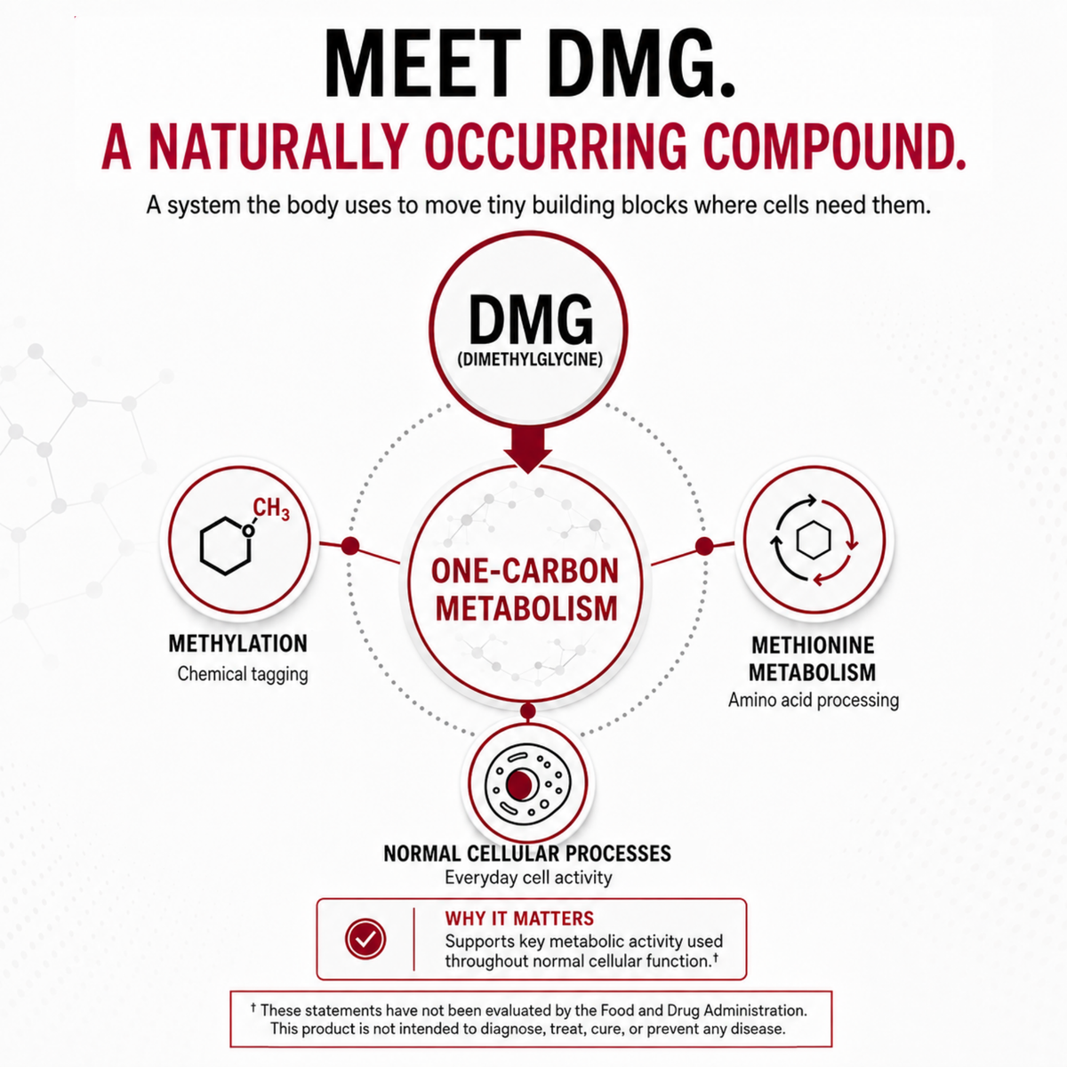 DMG (Dimethylglycine) 300 mg - Hypoallergenic - 120